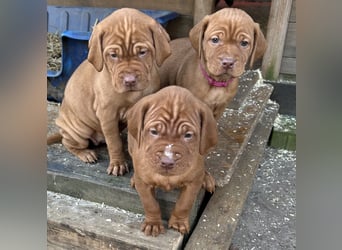 Magyar Vizsla aus Jagdlicher Leistungszucht. Ein Rüde sucht noch sein perfektes Zuhause