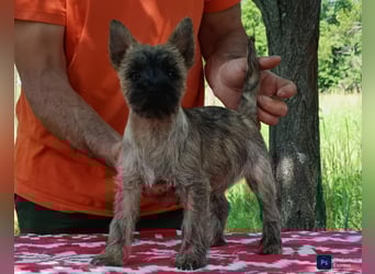 Cairn terrier puppies