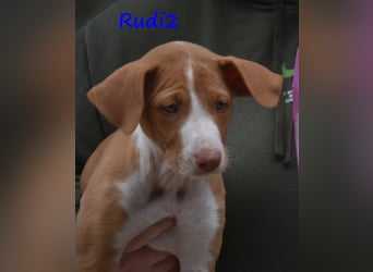 Rudi2 geb. 03/2025 (ESP) - sportlicher Podenco Ibicenco Welpe!