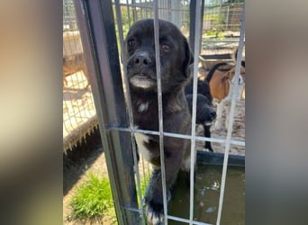 Jewo, Pekingese Mischling