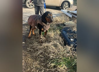 Jack , ungarische Bracke, sucht die Wärme und Nähe des Menschen