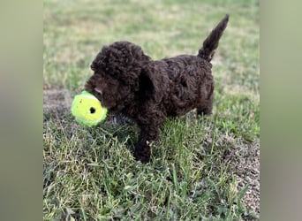 Lagotto Romagnolo – Hochwertige Welpen aus der registrierten Zuchtstätte King of the Truffles