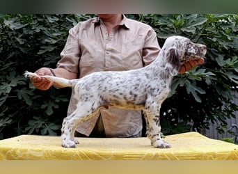 English setter Welpen (3 Rüden, 2 Hündinnen)
