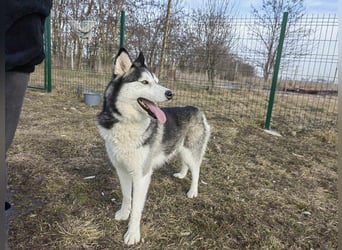 Luna, geb. 07.11.2022, 59 cm, sucht eine aktive Familie