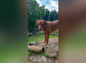 Szczeniaki  Rhodesian Ridgeback/ Pies/Suka Rhodesian Ridgeback/ welpen rhodesian