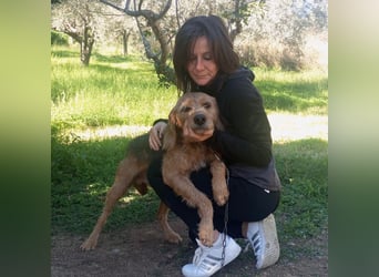 Rocky - endlich von der Kette befreit, möchte er jetzt bitte Familienhund werden