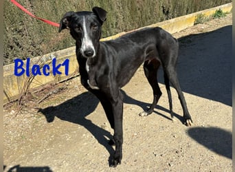 Black1 07/2024 (ESP) - liebevoller und sozialer Galgo Welpe sucht Windhundfans!