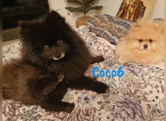 Coco6 09/2019 (in Deutschland) - Pomeranian Zwergspitz Mix sucht verantwortungsvolle Menschen!