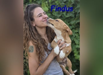 Findus 01/2025 (ESP) - kleiner Welpe sucht Unterstützung!