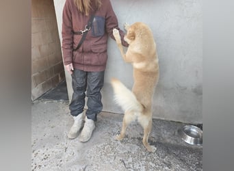 Kalu wartet so sehr auf ein Zuhause