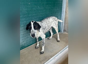 liebe Pointer Mischlings-Hündin Luna sucht ihre Menschen