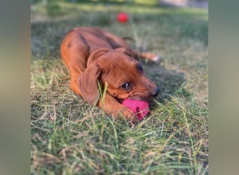 Reinrassige Rhodesian Ridgebackwelpen suchen ein liebevolles zu Hause