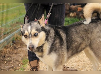 Dakota-VA – Schönheit mit Husky-Charme sucht Rasseliebhaber