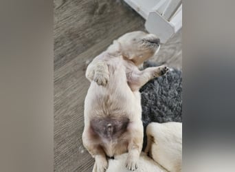 Golden Retriever Welpen
