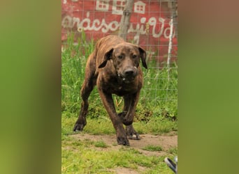 Brenda LM – freundliche Doggen-Boxer-Mix-Hündin sucht liebevolles Zuhause