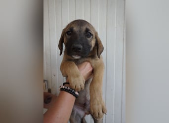 Rudi - sucht noch sein Körbchen