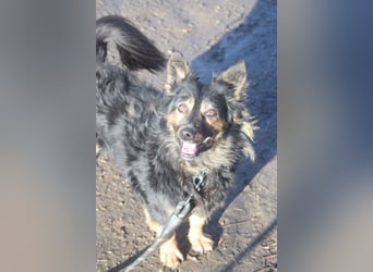 Stella - rüstige Seniorin die noch flott unterwegs ist
