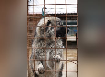 Paul: Besonderer Hund braucht ein Zuhause
