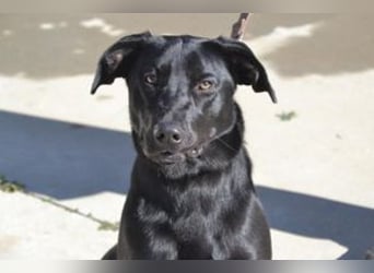Rex, ein fröhlicher Wirbelwind auf der Suche nach aktiven Menschen