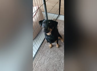 Günni - ein besonderer Hund sucht seine Menschen