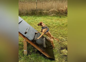 Zuhause voller Liebe für Lou gesucht