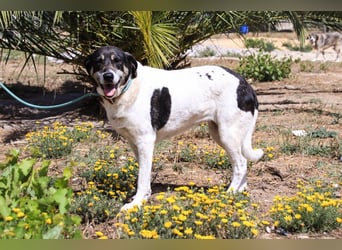 Maggi, Mix Labrador / Rafeiro Alentejano, lieb und sozial