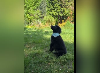 Auszug..Aussiedor F1 Familien und Therapiehund Labrador x Australien Shepherd