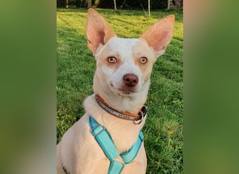 Rubio ein kleiner Schatz sucht ein neues Heim