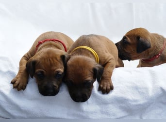 wunderschöne Rhodesian Ridgeback Welpen ! ! ! absolut vitale und einwandfreie kleine Engel