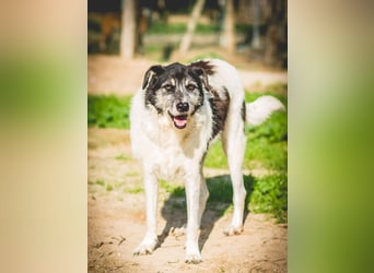 Oriol, Mix Schnauzer / Podengo, lieb und verträglich
