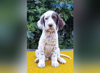 English setter Welpen (3 Rüden, 2 Hündinnen)