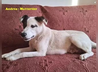 Ioan - welpentypisch verspielter, neugieriger Rüde, der Katzen kennt / z.Zt. noch in Rumänien