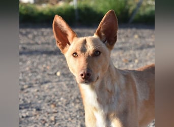 BARNABY-bei Anblick - LIEBE- hier wartet ein Seelenhund auf seine liebevolle Familie