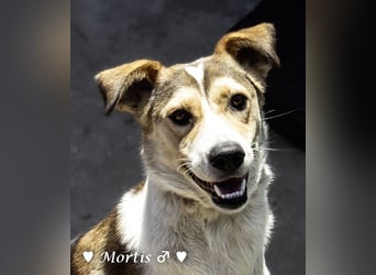 Familienhund Mortis sucht ein Zuhause