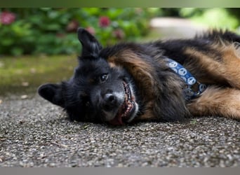Toller Bruno sucht seine Familie