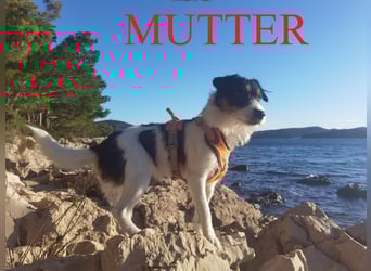 Parson Russell Terrier Welpen