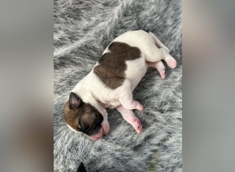 Rüde Schwarz weiß Parson Russell Terrier Welpen Bild und Video neu