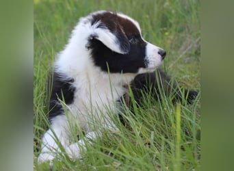 Australian Shepherd Welpe (reinrassig)