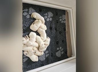 Golden Retriever Welpen aus verantwortungsvoller Zucht