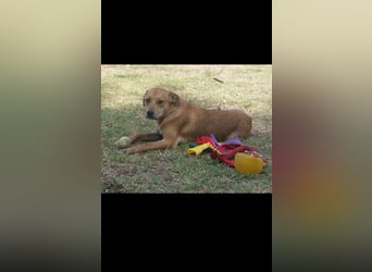 Fredi der perfekte Familienhund