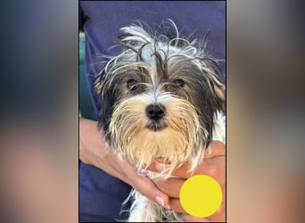 Cukie - von der Rasse her ein Biewer Mischling