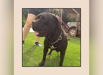 Katzenverträgliche + unkomplizierte Cane Corso Hündin MARTA wartet in Friesenhagen auf DICH!