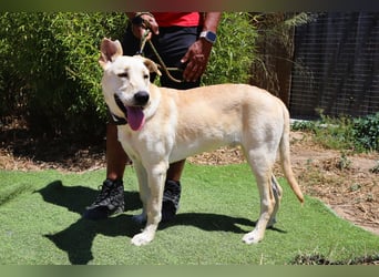 Dusty, Labrador-Mix, lieb und sozial