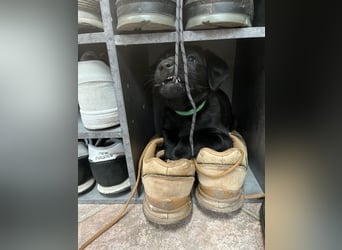 Labrador Mix Welpen