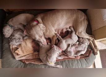 zuckersüße Weimaranerwelpen