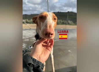 Luana,geb.03/24,Podenco Mädel sucht ihre Familie
