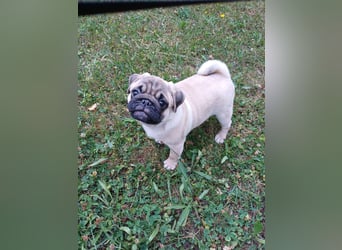 Mops welpen ab sofort Abgabe bereit.