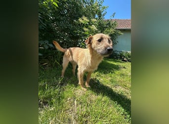 Teddy, 2 Jahre sucht sein Körbchen