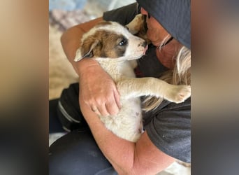 Daphne sucht Traumfamilie!