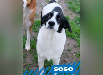 Soso - weiblich, kastriert - geboren ca. Juni 2022 - Pflegestelle in Orisowo